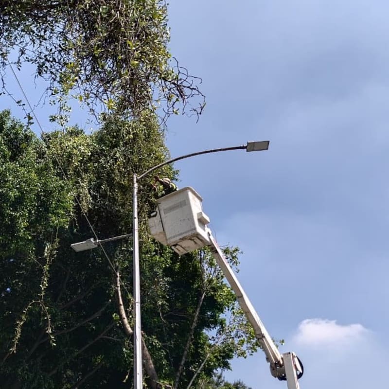 En la última semana realizamos 204 podas de árbol y 35,000 m² de pasto.