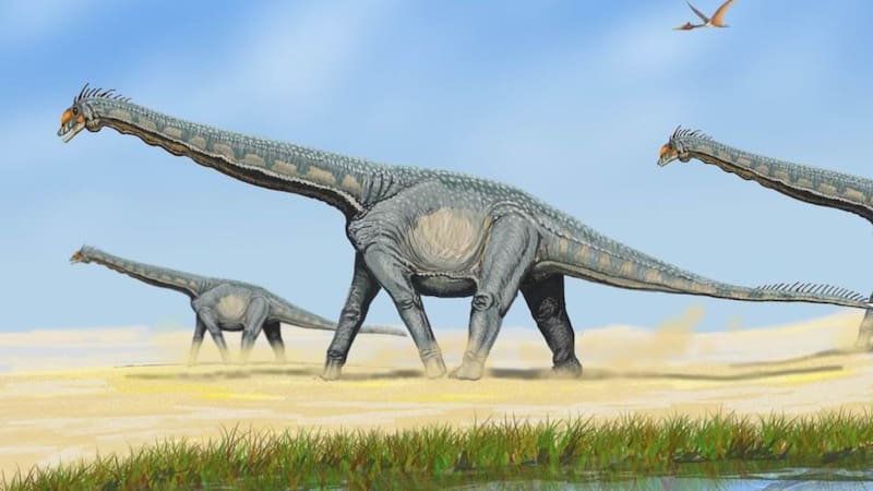 El hueso pertenecía a un titanosaurio, una especie que vivió a lo largo del período Cretácico, en Asia, América, África, Australia y Europa.