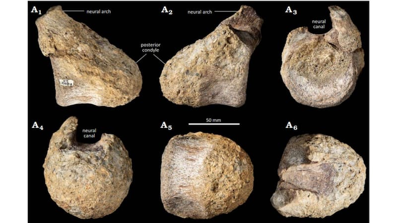 Encontraron el primer hueso de dinosaurio de la Antártida: era el más grande del mundo y habitaba el continente blanco cuando todavía había selvas