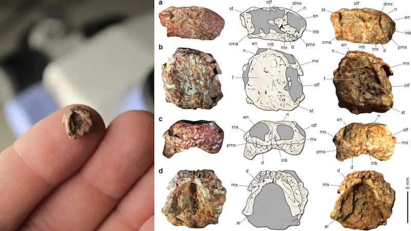 Encontraron restos del cráneo más pequeño del mundo: cabe en un dedo y data de hace 240 millones de años