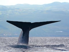 No es la ballena azul: descubren el ser vivo más grande en el Océano Pacífico y cambia todo lo que conocemos sobre la naturaleza