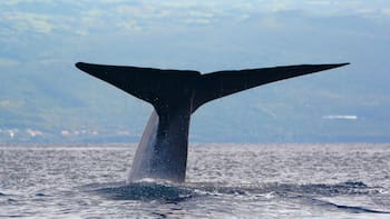No es la ballena azul: descubren el ser vivo más grande en el Océano Pacífico y cambia todo lo que conocemos sobre la naturaleza