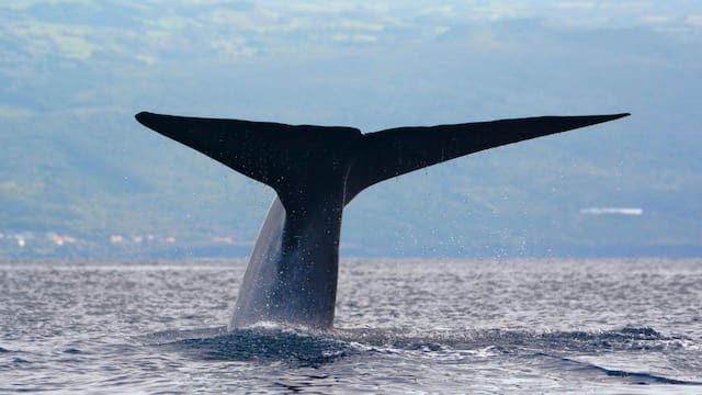 No es la ballena azul: descubren el ser vivo más grande en el Océano Pacífico y cambia todo lo que conocemos sobre la naturaleza