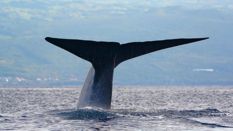No es la ballena azul: descubren el ser vivo más grande en el Océano Pacífico y cambia todo lo que conocemos sobre la naturaleza. Fuente: Shutterstock.