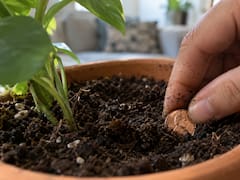 Enterrar una moneda de cobre en las macetas: para qué sirve y por qué lo recomiendan