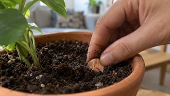 Enterrar una moneda de cobre en las macetas: para qué sirve y por qué lo recomiendan
