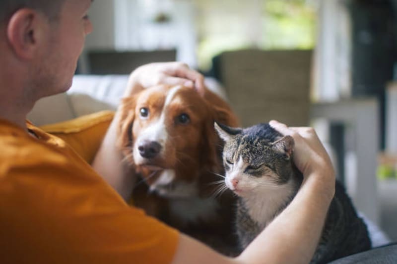 Por ley, nadie tendrá permitido comercializar animales: la Corte Superior los proclamó seres sintientes y ya implementó la orden de prohibición (foto: archivo).