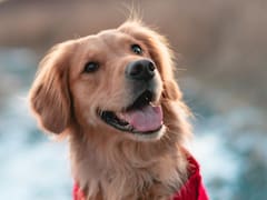 Es oficial | La Ley de Bienestar Animal prohíbe pasear a las mascotas de esta manera: estas son las reglas obligatorias para no recibir sanciones