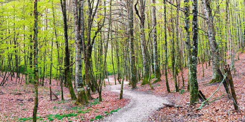 Se encuentra a 1 hora de Pamplona y es uno de los destinos más fascinantes para disfrutar del invierno en España (foto: Pexels).