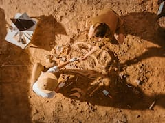Descubren a la “gallina del infierno”, un dinosaurio de 66 millones de años que llamó la atención de los científicos con su inesperada dieta