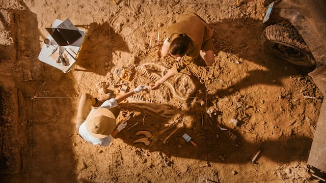 Descubren a la “gallina del infierno”, un dinosaurio de 66 millones de años que llamó la atención de los científicos con su inesperada dieta