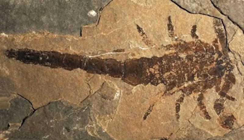 Este fósil de escorpión tiene unos 415 millones de años. Crédito: Dunlop & Garwood/PeerJ/Reproducción.