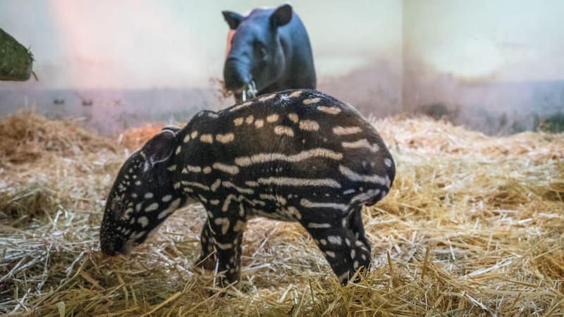España forja historia con el nacimiento de un animal en peligro de extinción: desde hace 20 años luchan por su conservación