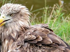 España hace historia con el nacimiento de una de las aves más poderosas del continente que desapareció hace 100 años