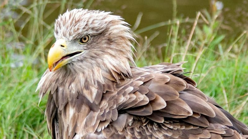 España hace historia con el nacimiento de una de las aves más poderosas del continente que desapareció hace 100 años