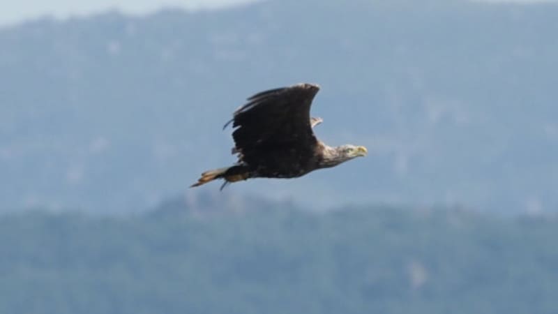 España hace historia con el nacimiento de una de las aves más poderosas del continente que desapareció hace 100 años