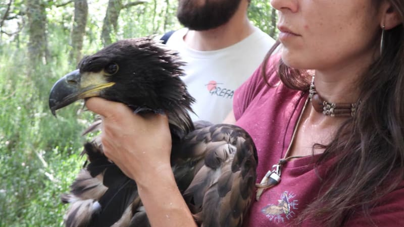 España hace historia con el nacimiento de una de las aves más poderosas del continente que desapareció hace 100 años