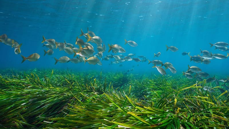 España rompe el récord: tiene al ser vivo más antiguo del mundo que no ha cambiado en 220 millones de años. Foto: Shutterstock