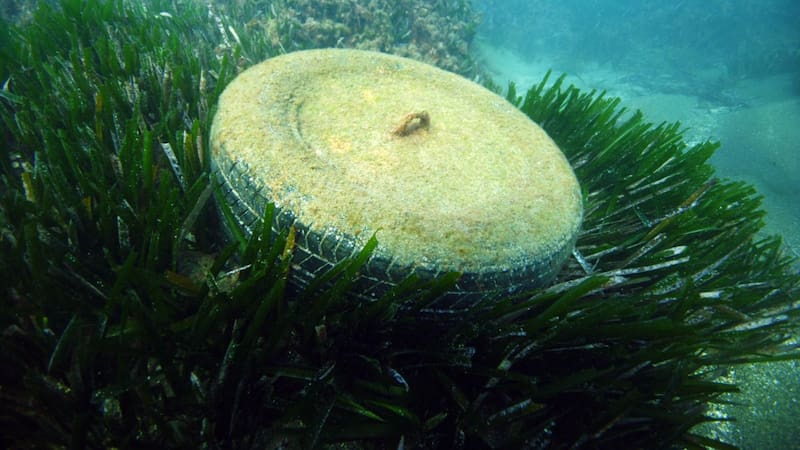 España rompe el récord: tiene al ser vivo más antiguo del mundo que no ha cambiado en 220 millones de años. Foto: Submon