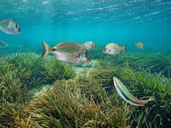 España rompe el récord: tiene al ser vivo más antiguo del mundo que no ha cambiado en 220 millones de años