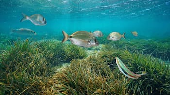 España rompe el récord: tiene al ser vivo más antiguo del mundo que no ha cambiado en 220 millones de años