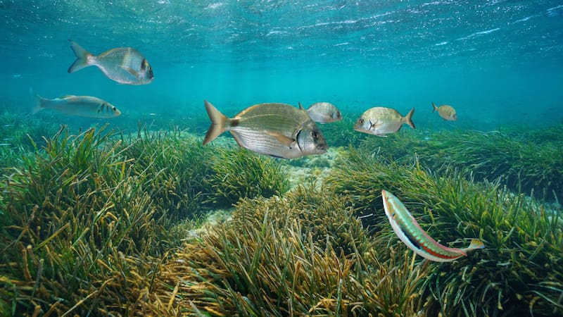 España rompe el récord: tiene al ser vivo más antiguo del mundo que no ha cambiado en 220 millones de años. Foto: Shutterstock