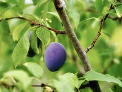 Especial para casas chicas: el árbol que no levanta el piso con las raíces, brinda frutas y aguanta la sequía
