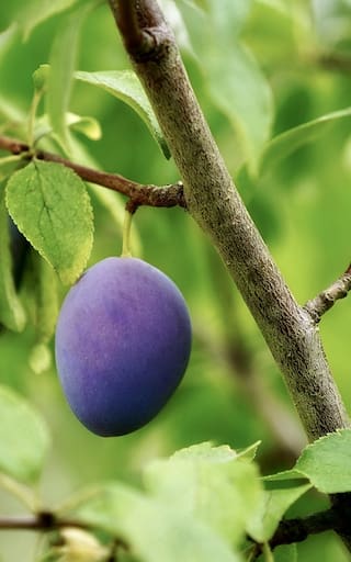 Especial para casas chicas: el árbol que no levanta el piso con las raíces, brinda frutas y aguanta la sequía