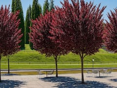 Ideal para casas chicas: este árbol no levanta el suelo con las raíces, da frutas en verano y soporta la sequía