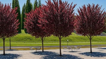 Ideal para casas chicas: este árbol no levanta el suelo con las raíces, da frutas en verano y soporta la sequía