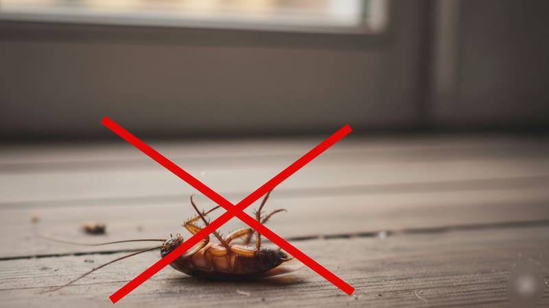 Especialistas en salud ambiental advierten que ciertos movimientos impulsivos al momento de encontrar una cucaracha pueden empeorar el problema.
(Foto: Archivo)