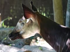 Este mamífero es mitad jirafa y mitad cebra: conoce la especie de la selva africana que corre peligro de extinción