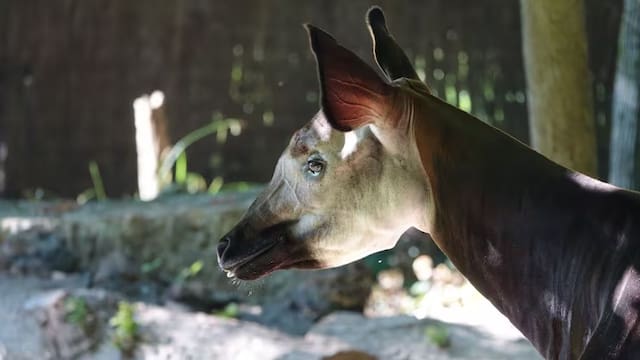 Este mamífero es mitad jirafa y mitad cebra: conoce la especie de la selva africana que corre peligro de extinción