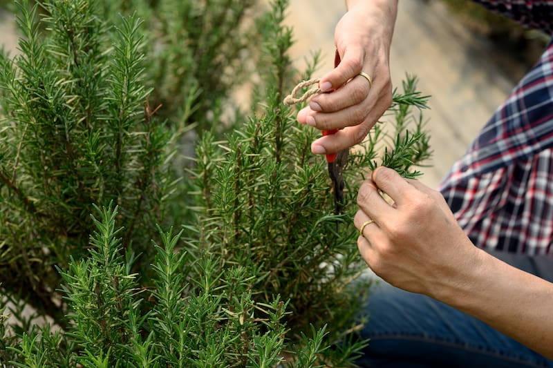 Esta práctica sencilla gana popularidad por sus posibles beneficios para el descanso y el bienestar. Qué dice la tradición y cómo puede influir en tu ambiente.