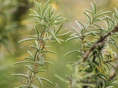 Romero en el dormitorio: por qué recomiendan poner un frasco y para qué sirve