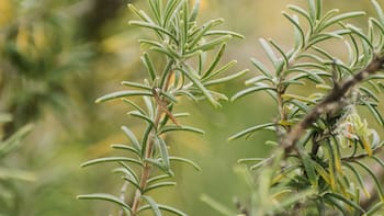 Romero en el dormitorio: por qué recomiendan poner un frasco y para qué sirve