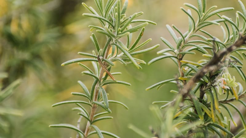 Esta práctica sencilla gana popularidad por sus posibles beneficios para el descanso y el bienestar. Qué dice la tradición y cómo puede influir en tu ambiente.