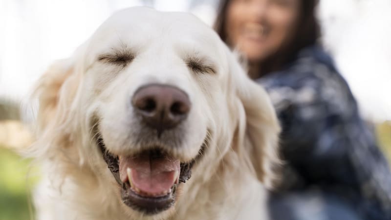 El análisis parte de un fenómeno observado en distintas sociedades occidentales: nacen menos niños y los perros tienen una presencia cada vez mayor en los hogares.