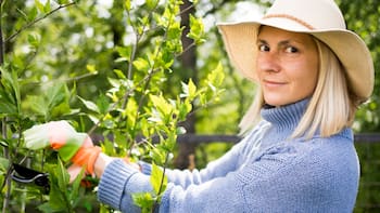 El árbol frutal que nunca debes plantar en tu jardín porque genera muchos problemas, según jardineros expertos