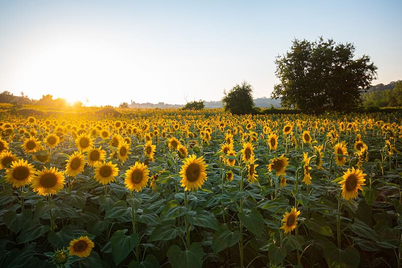 Este pueblito cuenta con la Fiesta del Girasol.