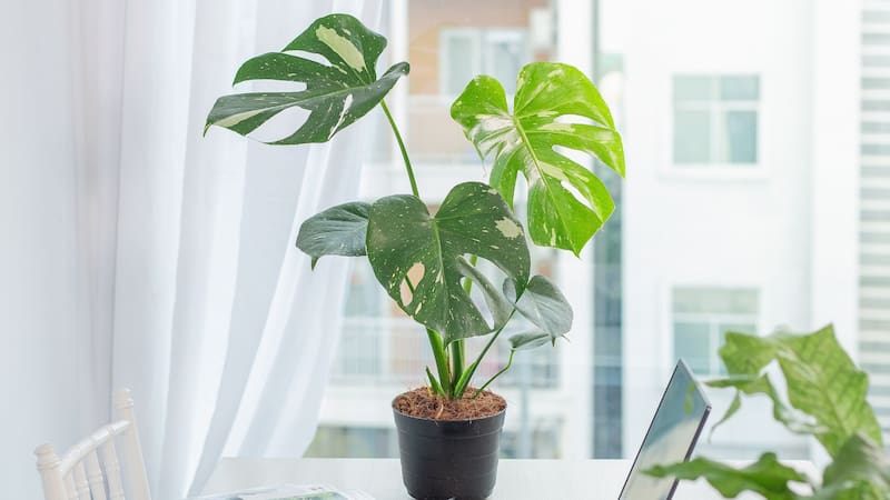 Estos errores muy comunes de riego podrían estar matando a tu planta: cómo cuidarla para que crezca sana Fuente: Shutterstock