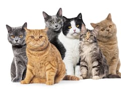 La ciencia no lo puede creer, una vez más los gatos ganan: el fenómeno genético que hace que cada gatito de la camada sea único