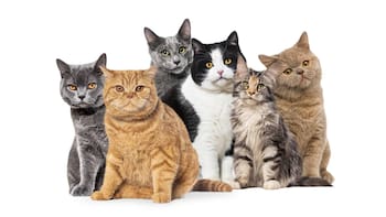 La ciencia no lo puede creer, una vez más los gatos ganan: el fenómeno genético que hace que cada gatito de la camada sea único