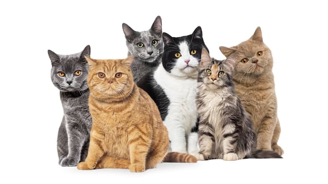 La ciencia no lo puede creer, una vez más los gatos ganan: el fenómeno genético que hace que cada gatito de la camada sea único