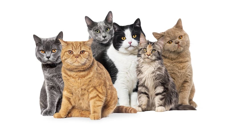 La gatunalidad de cada gato