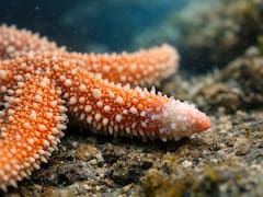 Identifican la hormona que activa la regeneración de tejidos y podría revolucionar el tratamiento de amputaciones