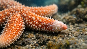 Identifican la hormona que activa la regeneración de tejidos y podría revolucionar el tratamiento de amputaciones