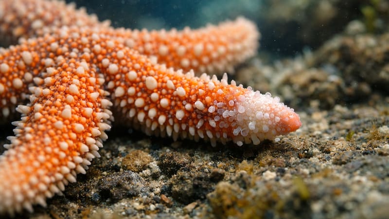 Una estrella de mar en proceso de regeneración, capacidad que ha despertado interés en la medicina regenerativa.