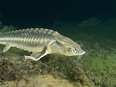 Un pescador encontró por casualidad esta especie prehistórica en 2024. Todavía nadie sabe bien qué hace en el Río de la Plata