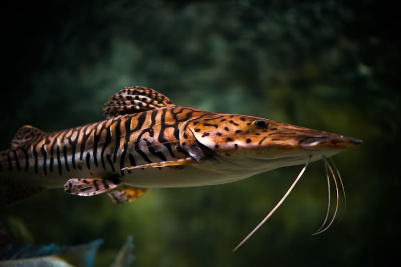 A closeup shot of a Tiger shovelnose catfish swimming in the aquarium